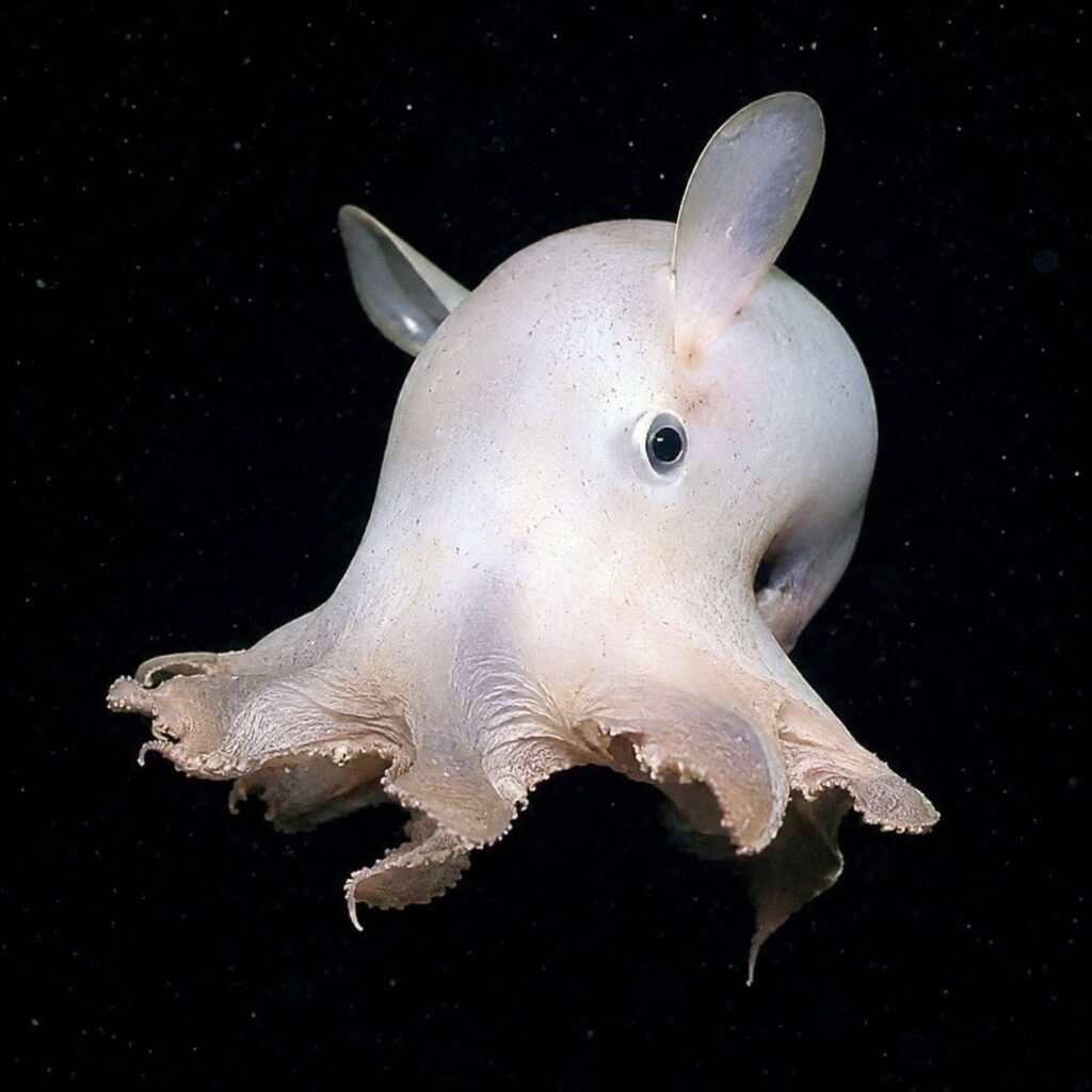 The Dumbo Octopus: Rare Deep-Sea Wonder Explained