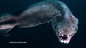 Realistic frilled shark with sharp teeth in dark deep ocean environment