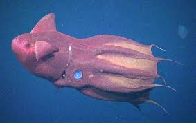 Vampire squid glowing in the deep sea with bioluminescent body