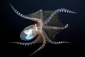 Glass octopus floating in deep ocean showing transparent body and survival adaptation