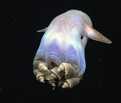 Deep sea Dumbo octopus with ear-like fins floating in dark ocean