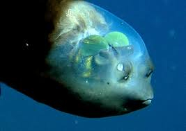 Barreleye fish with transparent head and green tubular eyes in deep sea