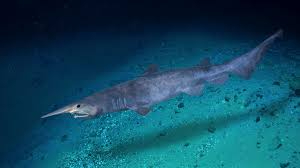 Goblin shark swimming in deep ocean showing its long snout and extendable jaws