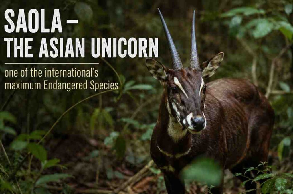 Saola – Asian Unicorn, World's Rarest Endangered Species