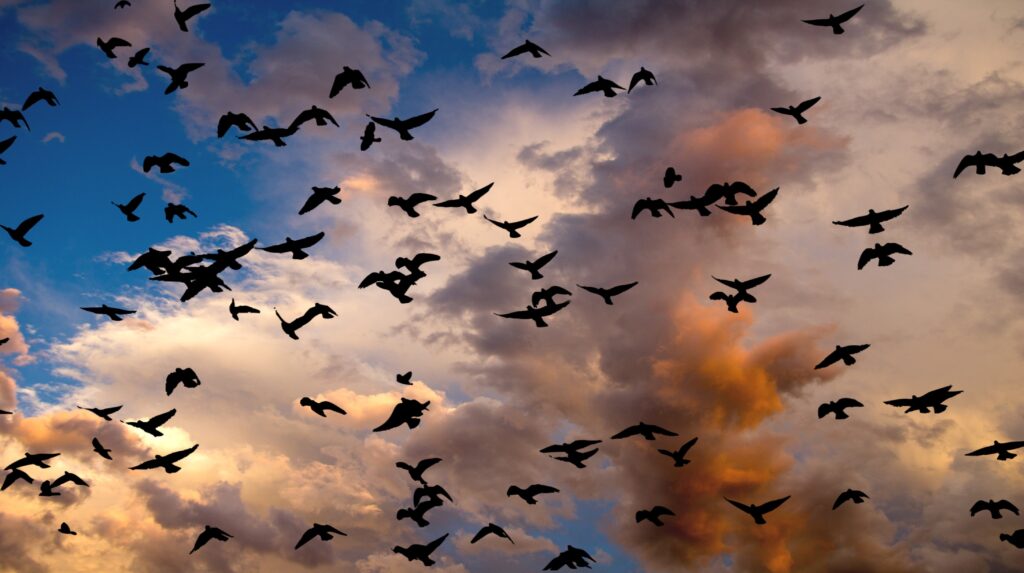 Bird Migration Patterns